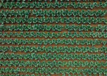Top view of a cabbage field showing organized rows and vibrant greens. crop roatation, crops, farm finder network