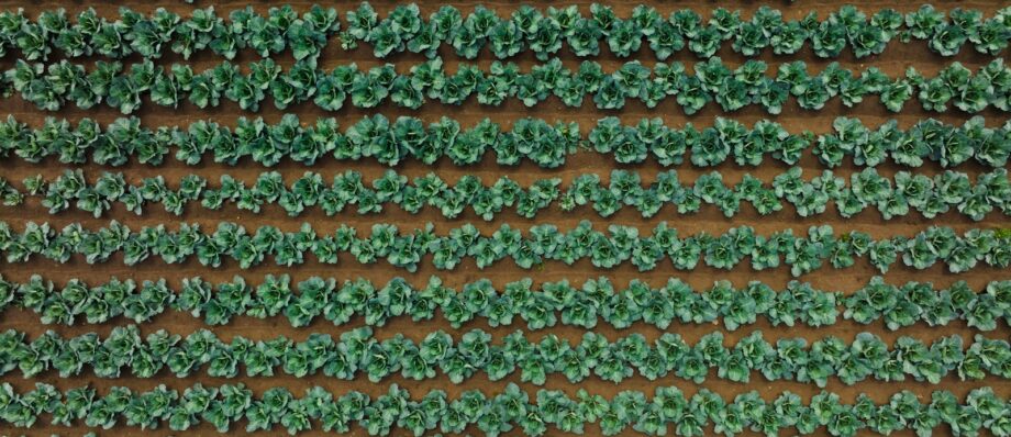 Top view of a cabbage field showing organized rows and vibrant greens. crop roatation, crops, farm finder network