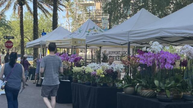 Maitland Farmer's Market