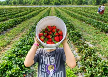 national strawberry month, strawberries, celebrating strawberry month, strawberries, farm finder network