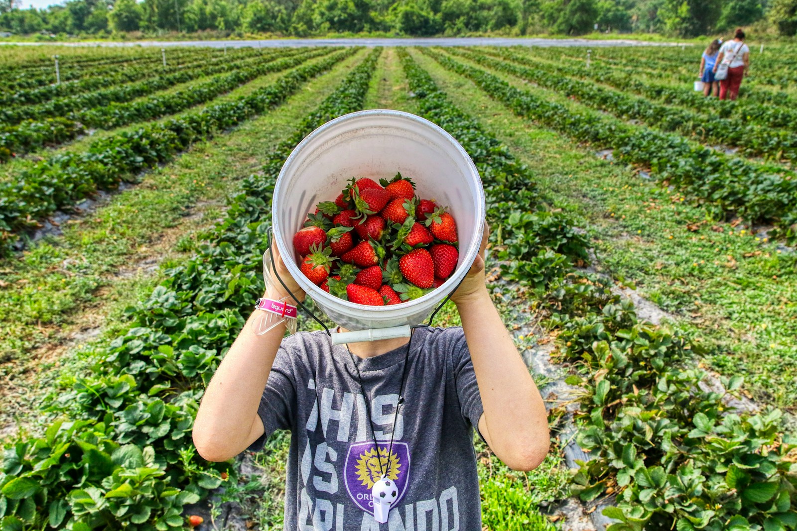 national strawberry month, strawberries, celebrating strawberry month, strawberries, farm finder network