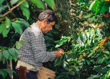 A farmer harvesting ripe coffee cherries in Xicotepec, Puebla, Mexico.