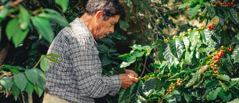 A farmer harvesting ripe coffee cherries in Xicotepec, Puebla, Mexico.
