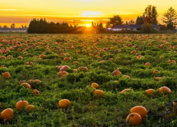 A vibrant field of pumpkins at sunset in Maple Ridge, BC, evoking a warm autumn atmosphere.