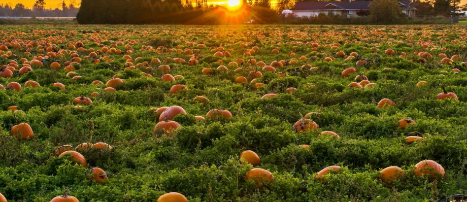 A vibrant field of pumpkins at sunset in Maple Ridge, BC, evoking a warm autumn atmosphere.