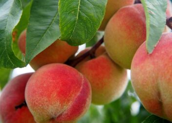 peach, fruit, peach tree, bio, tree, nature, meal, peaches, food, ripe, nourishment, orchard