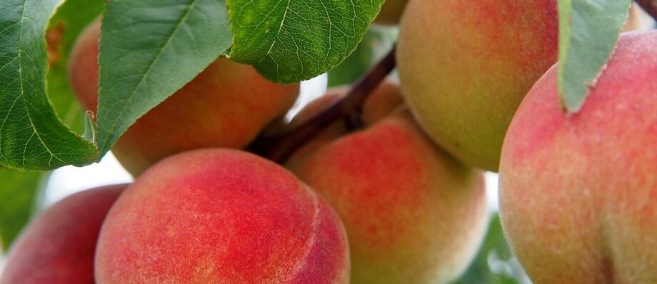 peach, fruit, peach tree, bio, tree, nature, meal, peaches, food, ripe, nourishment, orchard
