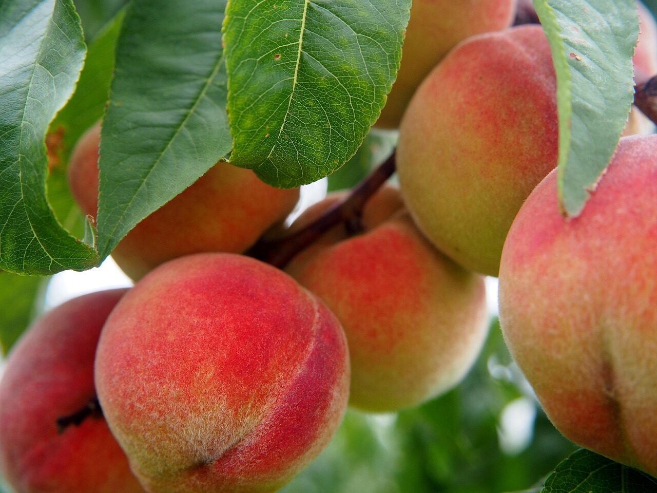peach, fruit, peach tree, bio, tree, nature, meal, peaches, food, ripe, nourishment, orchard